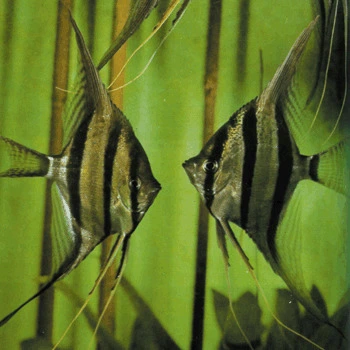 Peru-Altum Scalare (Pterophyllum altum) S-M